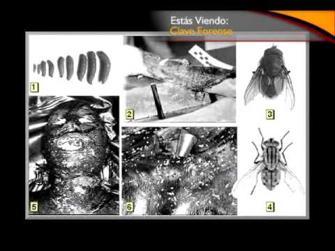En la entomología forense se aplican técnicas de estudio a los insectos, o fauna…