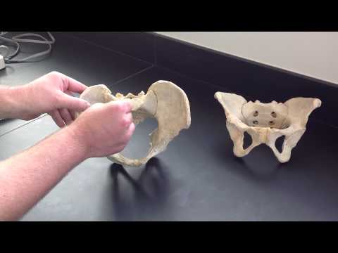 Male vs Female Pelvis