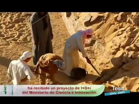 Se dice que apenas el 30% de los restos arqueológicos del Antiguo Egipto han sido…