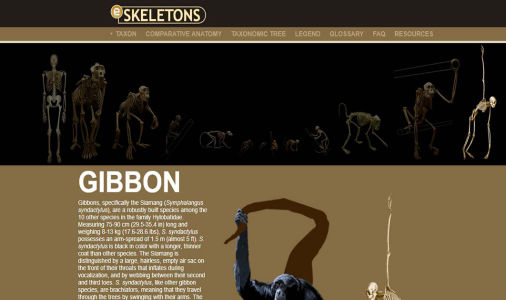 Skeletons